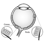 Eyeball Medical Illustration